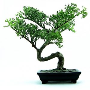 Bonsai Tree Care for Beginners