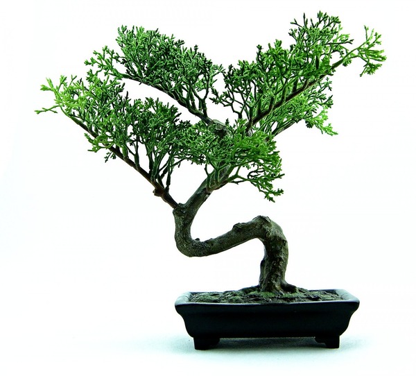 Bonsai Tree Care for Beginners