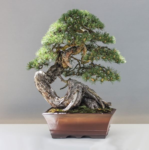 Pruning and Shaping Your Bonsai Tree